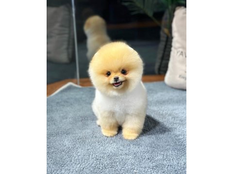 Pomeranian boo yavrular aynı gün gönderim