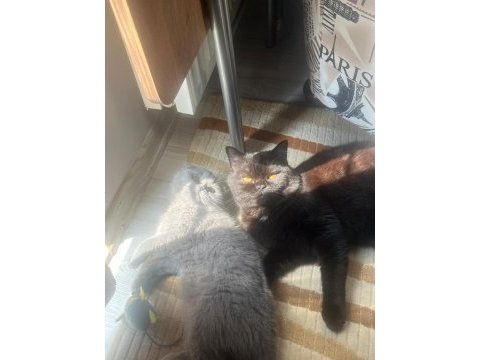 Gri scottish fold prenses