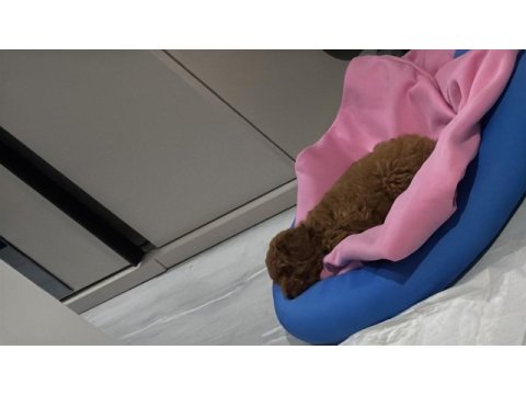 Sevimli erkek poodle