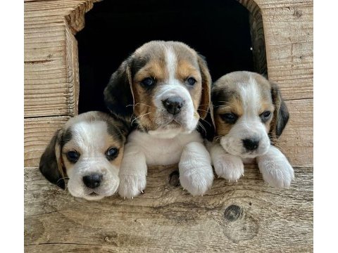 Safkan beagle bebekler