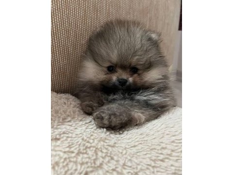 Evde büyümüş pomeranian yavruları