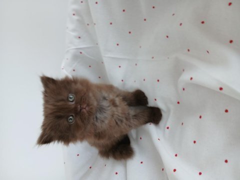 Çikolata cinnemon bıcolor ve fawn kediler