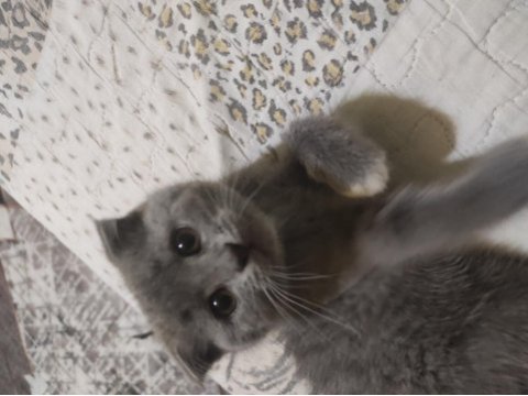 Scottish fold kedim