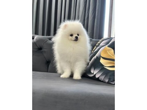 6 aylık erkek pomeranian boo köpeği