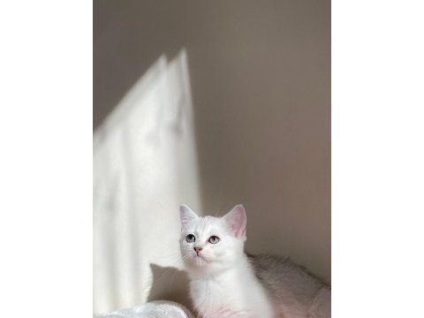 Sliver yavru kedim