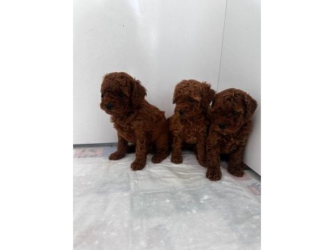 Toy poodle detay için iletişime geçebilirsiniz
