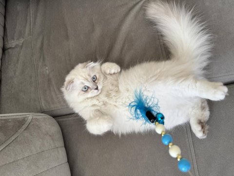 Scottish fold x british longhair