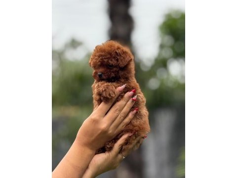 Show kalite miniboy poodle