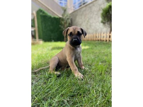 Presa canario tatlı bebek lili aile arıyor
