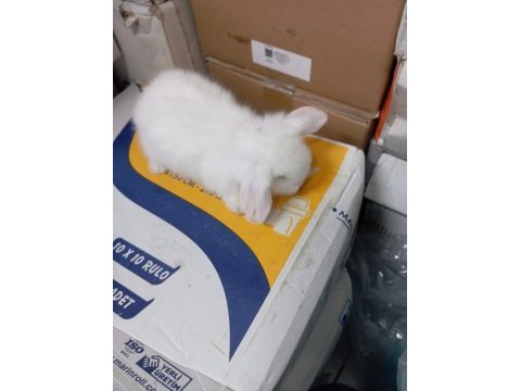 Hollanda teddy lop tavşan yavruları