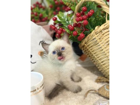 Çikolata point british shorthair