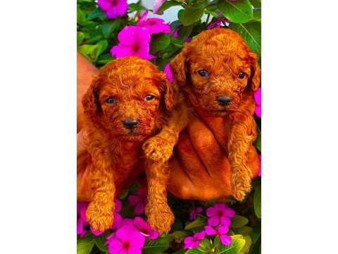 Çok sevimli toy poodle