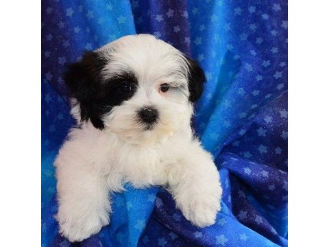 Morkie istenirse kapınıza teslim yavrular