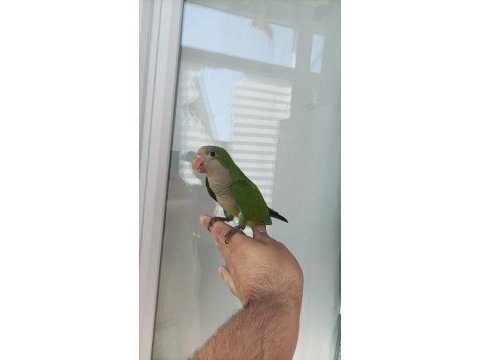 Monk papağanı tekli toplu vericem taşınıyorum