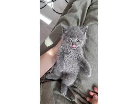 Erkek british shorthair sağlıklı oyuncu
