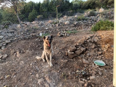 Uluslararası kimliği olan 3 yaşındaki dişi kangal