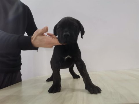 A class siyah presa canario