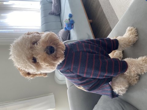 9 aylık poodle oğluma eş arıyorum