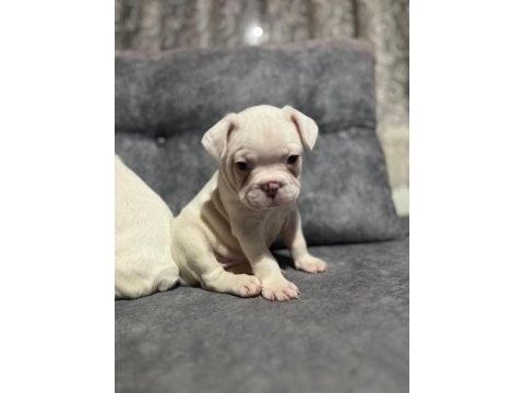 Harika fransız bulldog bebekler