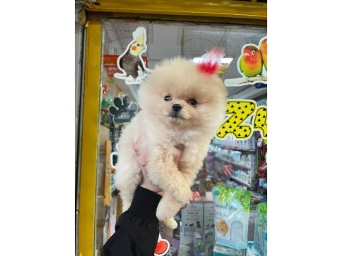 Pomeranian boo köpekler 60 günlük