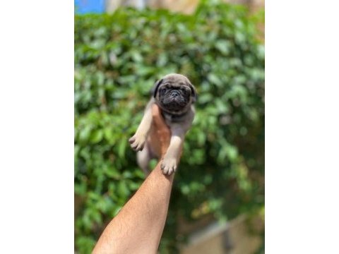 Gül kuyruk sıfır burun topaç pug mops bebek