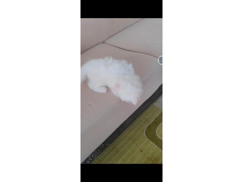 British longhair kedisi