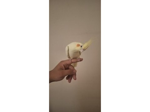 Ele alışkın dişi lutino sultan papağanı