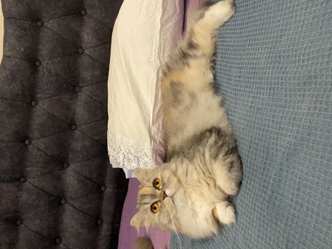 Dişi chinchilla 1 yaşında