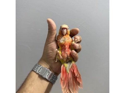 Mutasyon bebek pıneapple konur