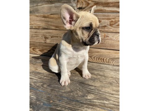 Bayram şekeri french bulldog köpekler