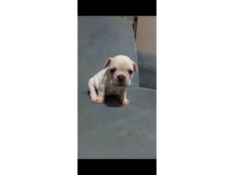 French bulldog