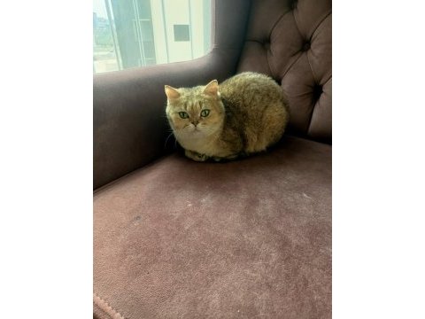 British longhair silver erkek - british golden black dişi
