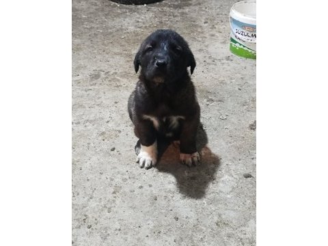 Karakırçıl yavru köpekler