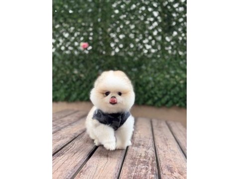 Birbirinden güzel ve sevimli pomeranian yavrularımız
