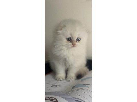 Ayı surat scottish fold
