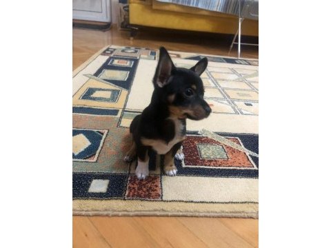 Orijinal yavru chihuahua