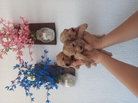 F1 podle maltıpoo bebeklerımız