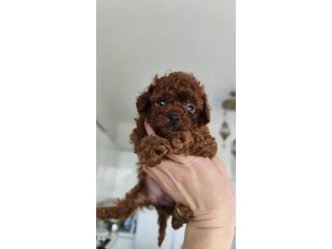Kore teacup babadan kore teacup poodle bebekler