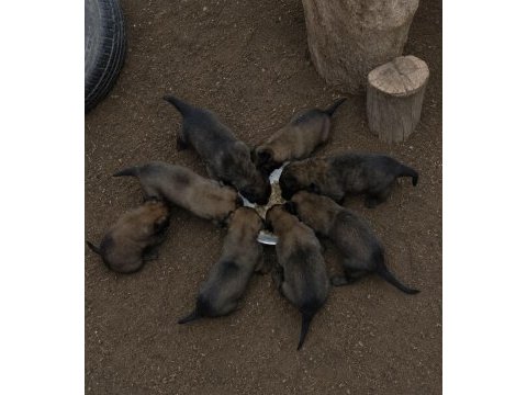 Erkek/dişi belçika malinois yavrular