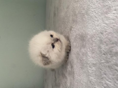 Aaa kalite sıfır kulak scottish fold prensesim