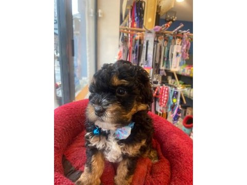 Phantom black tan özel renk poodle yavrum