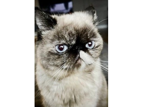 Kısır pars kedisi leona ve kızı sakin chinchilla oreo