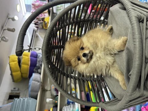 Pomeranian beyaz orange her renk yavru mevcuttur