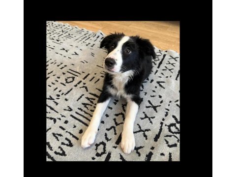 Şecereli safkan border collie