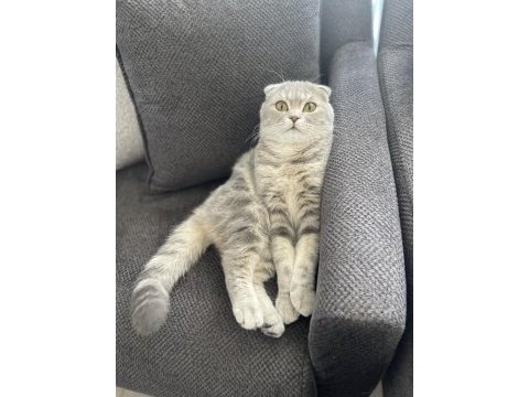 Kedimiz miaya sıcak yuva