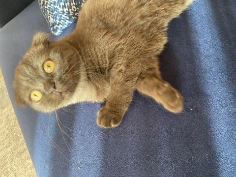 Kızımıza yuva arıyoruz british shorthair