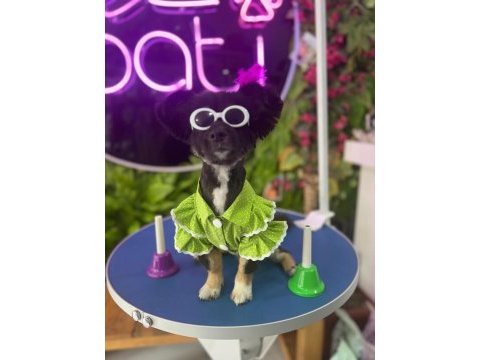 9 aylık papilon cinsi pomeranian boo