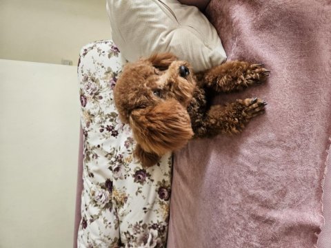 1 yaşında poodle fethiye