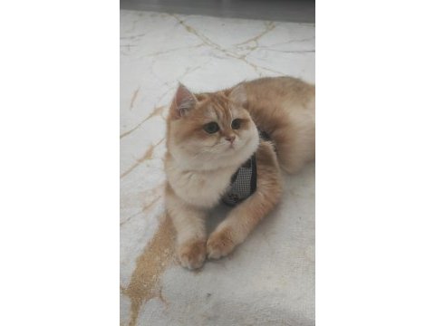 Oyuncu toparlak kafa saf kan ny12 british shorthair