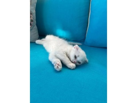 5 şirin yavru kedimiz yeni sahiplerini bekliyor